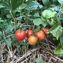 Afbeeldingsresultaat voor northern lights tomato
