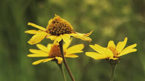 Image result for Chrysanthemum segetum