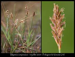 Attēlu rezultāti vaicājumam “Blysmus compressus flower”