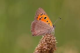 Attēlu rezultāti vaicājumam “Lycaena phlaeas female”