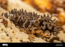 Attēlu rezultāti vaicājumam “Arcyria cinerea”