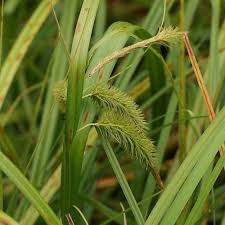Attēlu rezultāti vaicājumam “Carex pseudocyperus fruit”