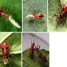 Attēlu rezultāti vaicājumam “Rhynocoris annulatus nymph”