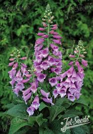 Attēlu rezultāti vaicājumam “Digitalis purpurea flower”