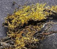 Attēlu rezultāti vaicājumam “Leptobryum pyriforme”