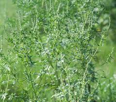 Attēlu rezultāti vaicājumam “Chenopodium acerifolium”