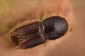 Attēlu rezultāti vaicājumam “Scolytidae”