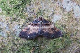 Attēlu rezultāti vaicājumam “Earophila badiata”