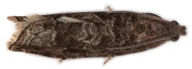 Attēlu rezultāti vaicājumam “Grapholita funebrana”