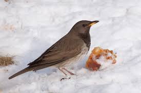 Image result for Turdus ruficollis