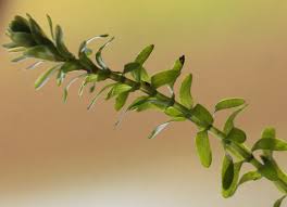 Attēlu rezultāti vaicājumam “Elodea canadensis”
