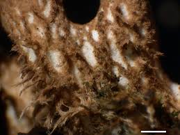 Attēlu rezultāti vaicājumam “Peltigera polydactylon”