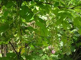 Attēlu rezultāti vaicājumam “Laburnum anagyroides leaf”
