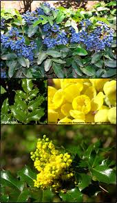 Attēlu rezultāti vaicājumam “Berberidaceae”