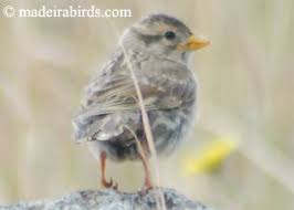 Image result for Petronia petronia