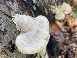 Attēlu rezultāti vaicājumam “Trametes gibbosa”