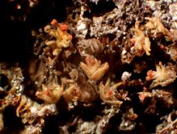 Attēlu rezultāti vaicājumam “Tritomaria exsectiformis”