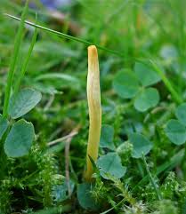 Attēlu rezultāti vaicājumam “Clavulinopsis helvola”