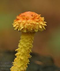 Attēlu rezultāti vaicājumam “Pholiota flammans”