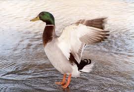 Attēlu rezultāti vaicājumam “Anas platyrhynchos”