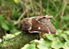 Attēlu rezultāti vaicājumam “Eriogaster lanestris”