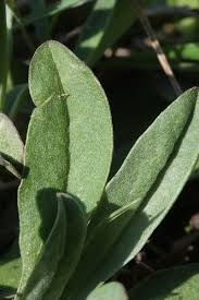 Attēlu rezultāti vaicājumam “Berteroa incana leaf”