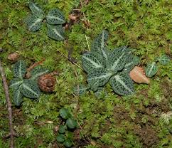 Attēlu rezultāti vaicājumam “Goodyera repens fruit”