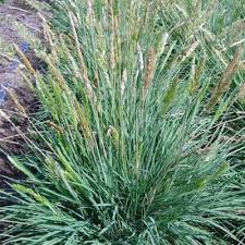 Attēlu rezultāti vaicājumam “Koeleria glauca flower”