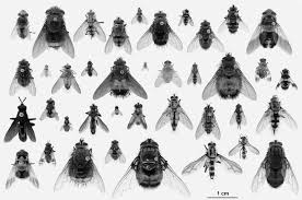 Attēlu rezultāti vaicājumam “Trioza dispar nymph”