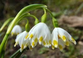 Attēlu rezultāti vaicājumam “Leucojum vernum var. vernum”