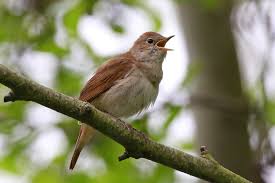 Image result for Luscinia luscinia