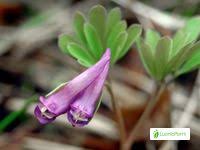 Attēlu rezultāti vaicājumam “Corydalis intermedia leaf”