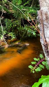 Image result for Otters Old Time Dance Club