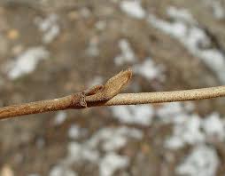 Attēlu rezultāti vaicājumam “Hamamelis vernalis bud”