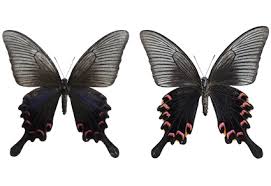 Attēlu rezultāti vaicājumam “Papilionidae”