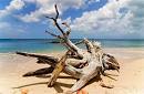 Kenya Brantley Blogs About the Beauty of Driftwood | Fayette Woman