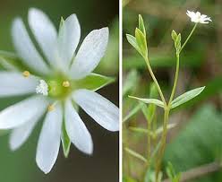 Attēlu rezultāti vaicājumam “Stellaria uliginosa”