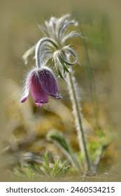 Attēlu rezultāti vaicājumam “Pulsatilla pratensis fruit”