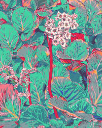 Image result for Bergenie