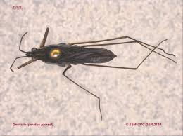 Attēlu rezultāti vaicājumam “Limnoporus rufoscutellatus”