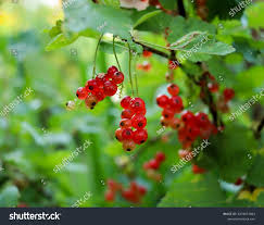 Attēlu rezultāti vaicājumam “Ribes spicatum”