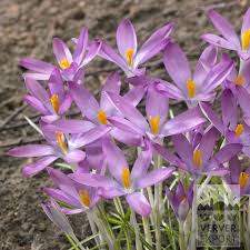 Attēlu rezultāti vaicājumam “Crocus tommasinianus”