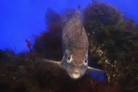 Image result for Symphodus bailloni