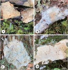 Attēlu rezultāti vaicājumam “Sidera lenis”