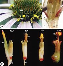 Attēlu rezultāti vaicājumam “Echinacea purpurea bud”
