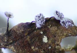 Attēlu rezultāti vaicājumam “Didymium nigripes”