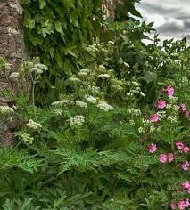 Image result for Myrrhis odorata