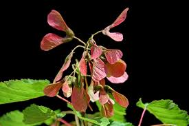 Attēlu rezultāti vaicājumam “Acer tataricum bud”