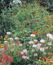Image result for Tithonia rotundifolia