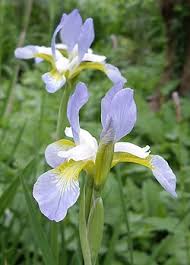 Attēlu rezultāti vaicājumam “Iris sibirica leaf”